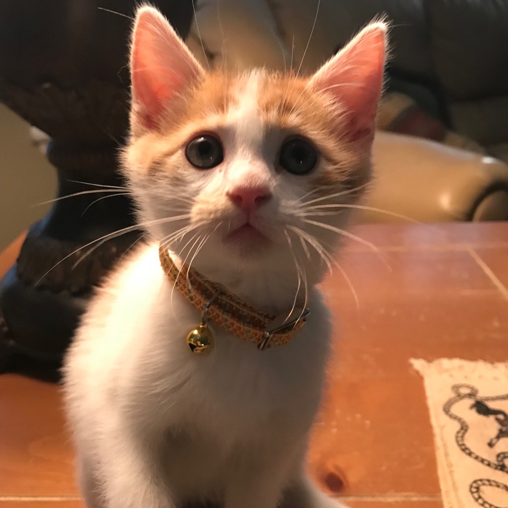 Meet your Posher, Caitlin